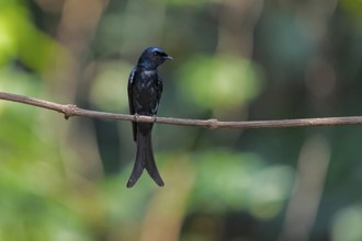 Bronzed Drongo (Dicrurus aeneus aeneus) perched on a branch, Yunnan, China