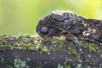 Deaths-head Hawk Moth - Totenkopfschwärmer - Acherontia atropos, Germany, imago