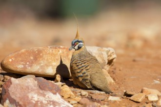 Spinifex Pigeon (Geophaps plumifera) perched on the ground, Northern Territory, Australia