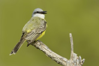 Tropical Kingbird (Tyrannus melancholicus) singing, Texas, USA