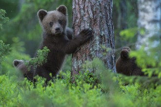 Eurasian Brown Bear (Ursus arctos) cub in forest, Finland