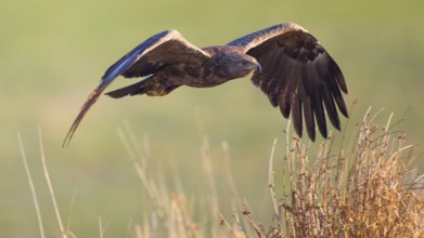 Lesser Spotted Eagle (Clanga pomarina) flying, Mecklenburg-Western Pomerania, Germany