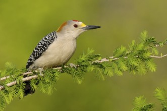 Golden-fronted Woodpecker (Melanerpes aurifrons), Texas, USA