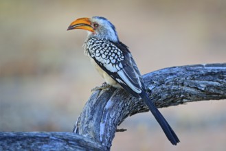 Southern Yellow-billed Hornbill, Tockus leucomelas. Etosha, Namibia, Africa. Detail portrait of