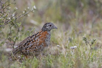 Painted Buttonquail (Turnix varius) female, Australia