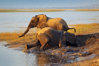 Elephant playing in muddy water. African elephants drinking at a waterhole lifting their trunks,