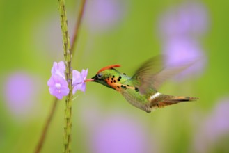 Tufted Coquette, colourful hummingbird with orange crest and collar in the green and violet flower