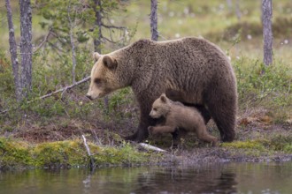 Eurasian Brown Bear (Ursus arctos) mother with cub, Finland