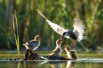 Whiskered Tern (Chlidonias hybrida) feeds chicks, Seville, Spain