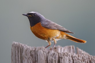 Common Redstart (Phoenicurus phoenicurus) male, North Rhine-Westphalia, Germany