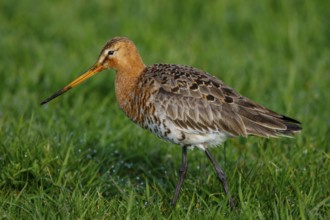Black-tailed Godwit (Limosa limosa) foraging, Netherlands