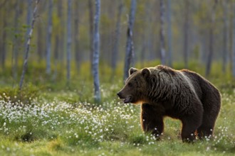 Brown bear walking in forest, morning light. Dangerous animal in nature taiga and meadow habitat.
