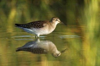 Wood Sandpiper (Tringa glareola), Castile-La Mancha, Spain