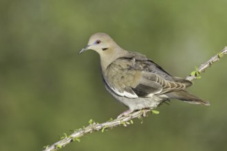 White-winged Dove (Zenaida asiatica), Arizona, USA