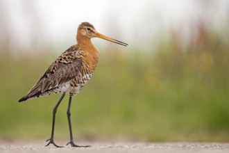 Black-tailed Godwit (Limosa limosa), Texel, Netherlands