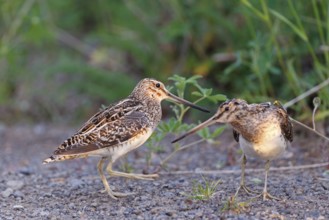 Common Snipe (Gallinago gallinago) pair, Iceland