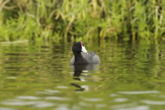 Hawaiian Coot (Fulica alai), Hawaii, USA