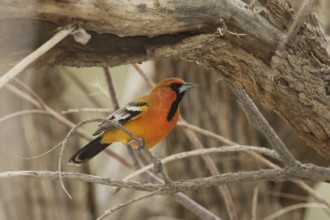 Streak-backed Oriole (Icterus pustulatus) male, California, USA
