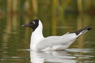 Andean Gull (Larus serranus) in a lake in Bolivia, South America