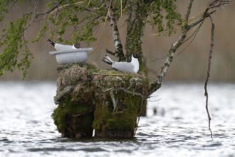Black-headed Gull (Chroicocephalus ridibundus), Mecklenburg-Western Pomerania, Germany