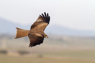 Black Kite (Milvus migrans) flying, Castile-La Mancha, Spain