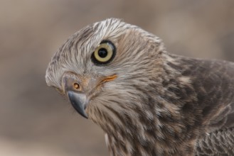 Pale Chanting Goshawk (Melierax canorus) juvenile, Northern Cape, South Africa