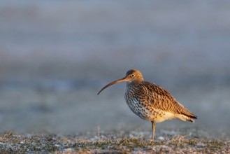 Eurasian Curlew (Numenius arquata), Gallocanta Lake, Spain