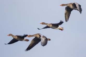 Greylag Goose (Anser anser) flying, Netherlands