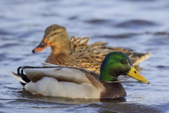 Mallard (Anas platyrhynchos) pair, Netherlands