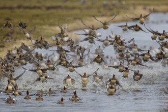 Eurasian Wigeon (Mareca penelope) flock landing, Netherlands