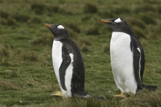 Gentoo Penguin (Pygoscelis papua), Falkland Islands