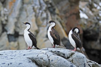 Antarctic Shag, Leucocarbo bransfieldensis, Antarctica, Petermann Island