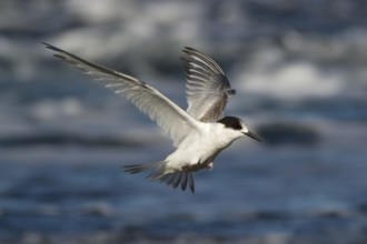 White-fronted Tern (Sterna striata) juvenile flying, New South Wales, Australia