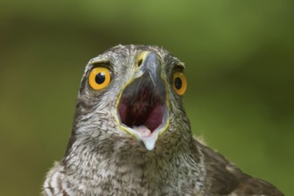Northern Goshawk (Accipiter gentilis) male, Utrecht, Netherlands