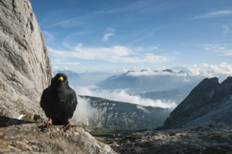 Alpine Chough (Pyrrhocorax graculus), Appenzell Outer-Rhodes, Switzerland