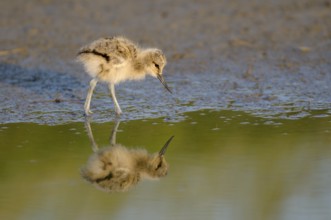 Saebelschnaebler (Recurvirostra avosetta), Avocet, Jungvogel bei der Nahrungssuche, mit Spiegelung,