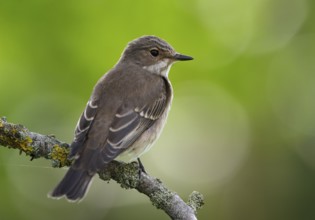 Spotted Flycatcher (Muscicapa striata), Schleswig-Holstein, Germany