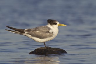 Greater Crested Tern (Thalasseus bergii), Victoria, Australia