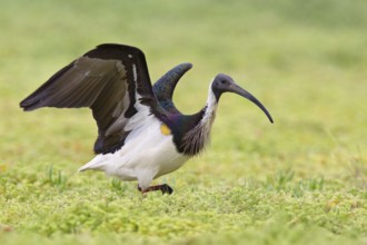Straw-necked Ibis (Threskiornis spinicollis), Victoria, Australia