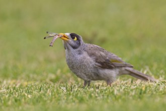Noisy Miner (Manorina melanocephala), South Australia, Australia
