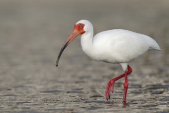 American White Ibis (Eudocimus albus), Florida, USA