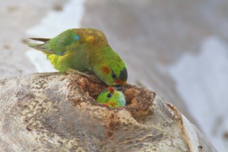 Purple-crowned Lorikeet (Parvipsitta porphyrocephala), Victoria, Australia