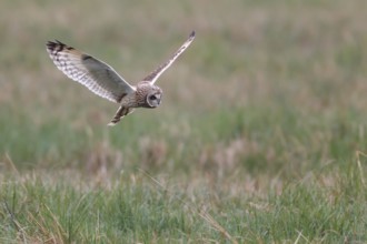 Short-eared Owl (Asio flammeus) flying, Lake Neusiedl, Austria
