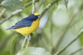 Thick-billed Euphonia (Euphonia laniirostris) perched on a branch in Panama