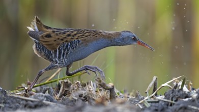 Water Rail (Rallus aquaticus) foraging, Saxony-Anhalt, Germany