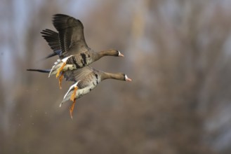 Greater White-fronted Goose (Anser albifrons) flying, North Rhine-Westphalia, Germany
