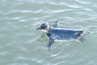 Little Penguin (Eudyptula minor), New South Wales, Australia