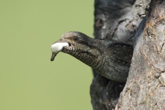 Eurasian Wryneck (Jynx torquilla), Baden-Wuerttemberg, Germany