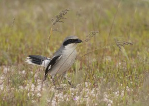 Loggerhead Shrike (Lanius ludovicianus), Utah, USA