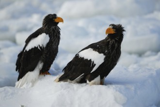Steller's Sea Eagle (Haliaeetus pelagicus), Hokkaido, Japan